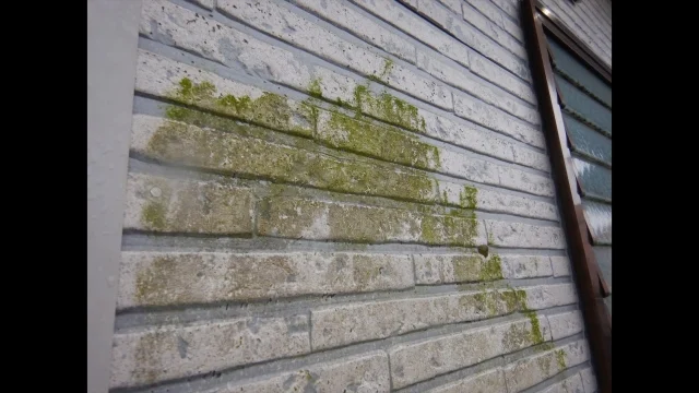 大阪市コケやカビ